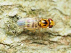 Gaurax pseudostigma by (c) Katja Schulz, some rights reserved (CC BY), uploaded by Katja Schulz. Used under a CC-BY license.