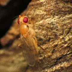 Sobarocephala lachnosternum by (c) Katja Schulz, some rights reserved (CC BY). Used under a CC-BY license.