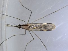 Anopheles franciscanus by (c) Don Loarie, some rights reserved (CC BY). Used under a CC-BY license.