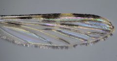 Anopheles franciscanus by (c) Don Loarie, some rights reserved (CC BY). Used under a CC-BY license.
