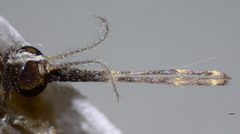 Anopheles franciscanus by (c) Don Loarie, some rights reserved (CC BY). Used under a CC-BY license.