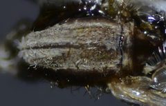 Anopheles franciscanus by (c) Don Loarie, some rights reserved (CC BY). Used under a CC-BY license.