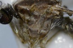 Anopheles franciscanus by (c) Don Loarie, some rights reserved (CC BY). Used under a CC-BY license.