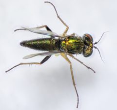 Achradocera arcuata by (c) Don Loarie, some rights reserved (CC BY), uploaded by Don Loarie. Used under a CC-BY license.