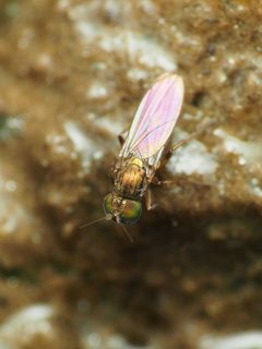 Chrysotus picticornis by (c) Katja Schulz, some rights reserved (CC BY), uploaded by Katja Schulz. Used under a CC-BY license.