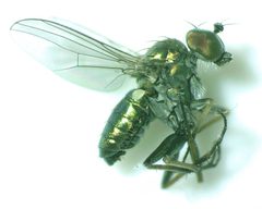 Chrysotus rauterbergi by no rights reserved, uploaded by Ken Kneidel. Used under a CC0 license.