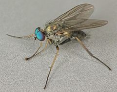 Diaphorus by (c) Janet Graham, some rights reserved (CC BY). Used under a CC-BY license.