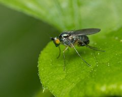 Gymnopternus difficilis by (c) Zachary Dankowicz, some rights reserved (CC BY), uploaded by Zachary Dankowicz. Used under a CC-BY license.