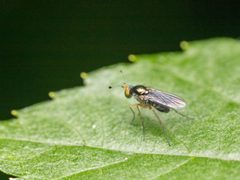 Gymnopternus nigribarbus by (c) Zachary Dankowicz, some rights reserved (CC BY), uploaded by Zachary Dankowicz. Used under a CC-BY license.