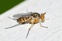 Tachytrechus moechus by (c) Owen Strickland, some rights reserved (CC BY), uploaded by Owen Strickland. Used under a CC-BY license.