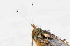 Tachytrechus moechus by (c) Owen Strickland, some rights reserved (CC BY), uploaded by Owen Strickland. Used under a CC-BY license.