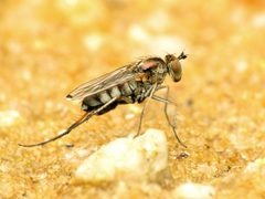 Tachytrechus vorax by (c) Katja Schulz, some rights reserved (CC BY). Used under a CC-BY license.