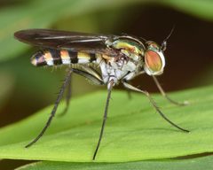 Plagioneurinae by (c) skitterbug, some rights reserved (CC BY), uploaded by skitterbug. Used under a CC-BY license.