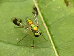 Sciapodinae by (c) Katja Schulz, some rights reserved (CC BY). Used under a CC-BY license.