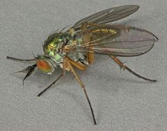 Syntormon by (c) Janet Graham, some rights reserved (CC BY). Used under a CC-BY license.