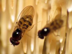 Mycodrosophila claytonae by (c) Katja Schulz, some rights reserved (CC BY). Used under a CC-BY license.