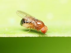 Drosophila cardini by (c) Katja Schulz, some rights reserved (CC BY), uploaded by Katja Schulz. Used under a CC-BY license.
