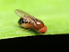 Drosophila cardini by (c) Katja Schulz, some rights reserved (CC BY), uploaded by Katja Schulz. Used under a CC-BY license.