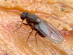 Drosophila colorata by no rights reserved, uploaded by Drew Baxter. Used under a CC0 license.