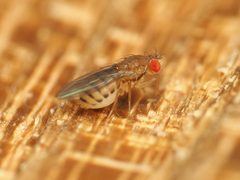 Drosophilidae by (c) Katja Schulz, some rights reserved (CC BY), uploaded by Katja Schulz. Used under a CC-BY license.