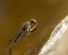 Trichoclinocera dolicheretma by (c) Zachary Dankowicz, some rights reserved (CC BY), uploaded by Zachary Dankowicz. Used under a CC-BY license.