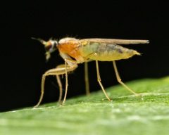 Phyllodromia by (c) Zachary Dankowicz, some rights reserved (CC BY), uploaded by Zachary Dankowicz. Used under a CC-BY license.