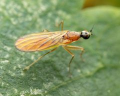 Phyllodromia by (c) Zachary Dankowicz, some rights reserved (CC BY), uploaded by Zachary Dankowicz. Used under a CC-BY license.