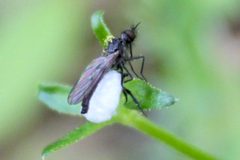 Empis geneatis by (c) graham_coop, some rights reserved (CC BY), uploaded by graham_coop. Used under a CC-BY license.
