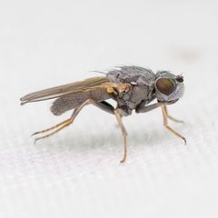 Ephydra by (c) Ken-ichi Ueda, some rights reserved (CC BY), uploaded by Ken-ichi Ueda. Used under a CC-BY license.