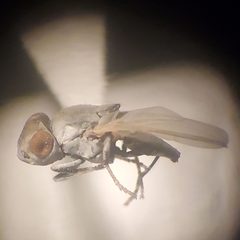 Lipochaeta slossonae by (c) Bennett Grappone, some rights reserved (CC BY), uploaded by Bennett Grappone. Used under a CC-BY license.