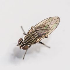 Notiphila pulchrifrons by (c) Bill Keim, some rights reserved (CC BY). Used under a CC-BY license.