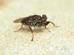Ochthera tuberculata by (c) Katja Schulz, some rights reserved (CC BY), uploaded by Katja Schulz. Used under a CC-BY license.