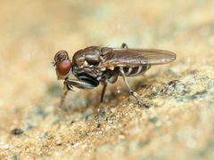 Ochthera tuberculata by (c) Katja Schulz, some rights reserved (CC BY), uploaded by Katja Schulz. Used under a CC-BY license.