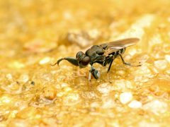 Ochthera tuberculata by (c) Katja Schulz, some rights reserved (CC BY). Used under a CC-BY license.