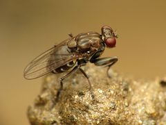 Ochthera tuberculata by (c) Katja Schulz, some rights reserved (CC BY), uploaded by Katja Schulz. Used under a CC-BY license.