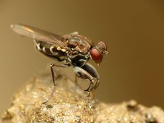Ochthera tuberculata by (c) Katja Schulz, some rights reserved (CC BY), uploaded by Katja Schulz. Used under a CC-BY license.