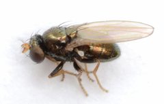 Psilopa obscuripes by no rights reserved, uploaded by Mike Palmer. Used under a CC0 license.