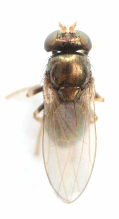 Psilopa obscuripes by no rights reserved, uploaded by Mike Palmer. Used under a CC0 license.
