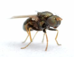 Psilopa obscuripes by no rights reserved, uploaded by Mike Palmer. Used under a CC0 license.