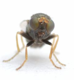 Psilopa obscuripes by no rights reserved, uploaded by Mike Palmer. Used under a CC0 license.