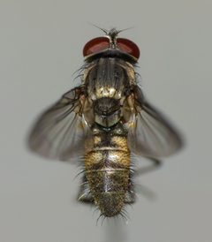 Fannia canicularis by (c) Steve Kerr, some rights reserved (CC BY), uploaded by Steve Kerr. Used under a CC-BY license.