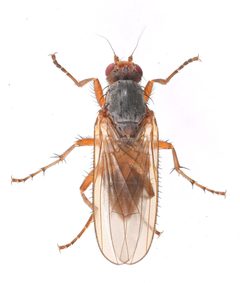 Eccoptomera melanderi by no rights reserved, uploaded by Mike Palmer. Used under a CC0 license.