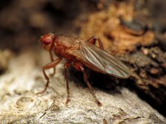 Lutomyia spurca by (c) Katja Schulz, some rights reserved (CC BY). Used under a CC-BY license.