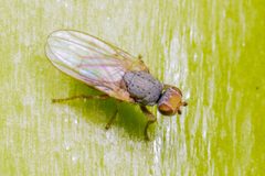 Trixoscelis cinerea by (c) Trevor Van Loon, some rights reserved (CC BY), uploaded by Trevor Van Loon. Used under a CC-BY license.