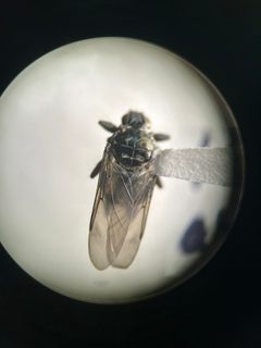 Icosta albipennis by no rights reserved, uploaded by Andrea Kautz. Used under a CC0 license.