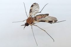 Heteropterna by (c) Bill Keim, some rights reserved (CC BY), uploaded by Bill Keim. Used under a CC-BY license.
