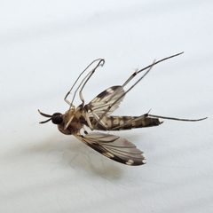 Heteropterna by (c) Bill Keim, some rights reserved (CC BY). Used under a CC-BY license.