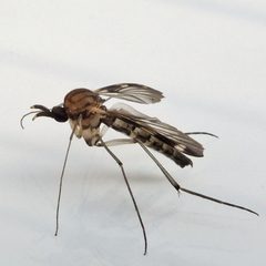 Heteropterna by (c) Bill Keim, some rights reserved (CC BY). Used under a CC-BY license.