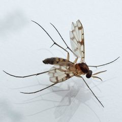 Proceroplatus by (c) Bill Keim, some rights reserved (CC BY). Used under a CC-BY license.