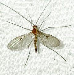 Macrocera inconcinna by no rights reserved, uploaded by Ken Kneidel. Used under a CC0 license.
